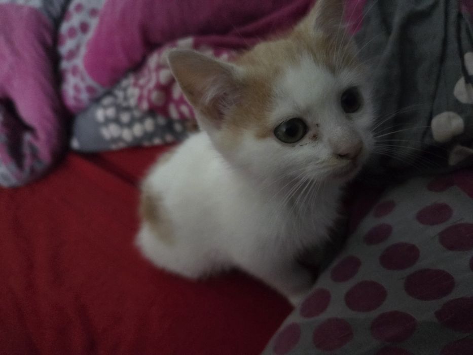 Kotki i kocurki do oddania