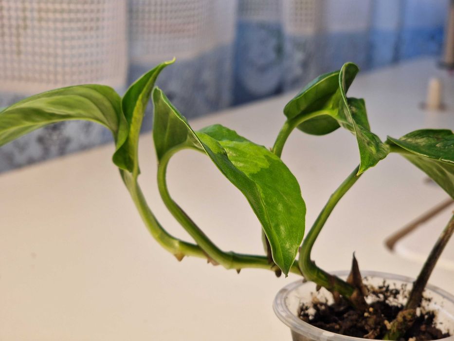 Епіпремнум сциндапсус глобал грін