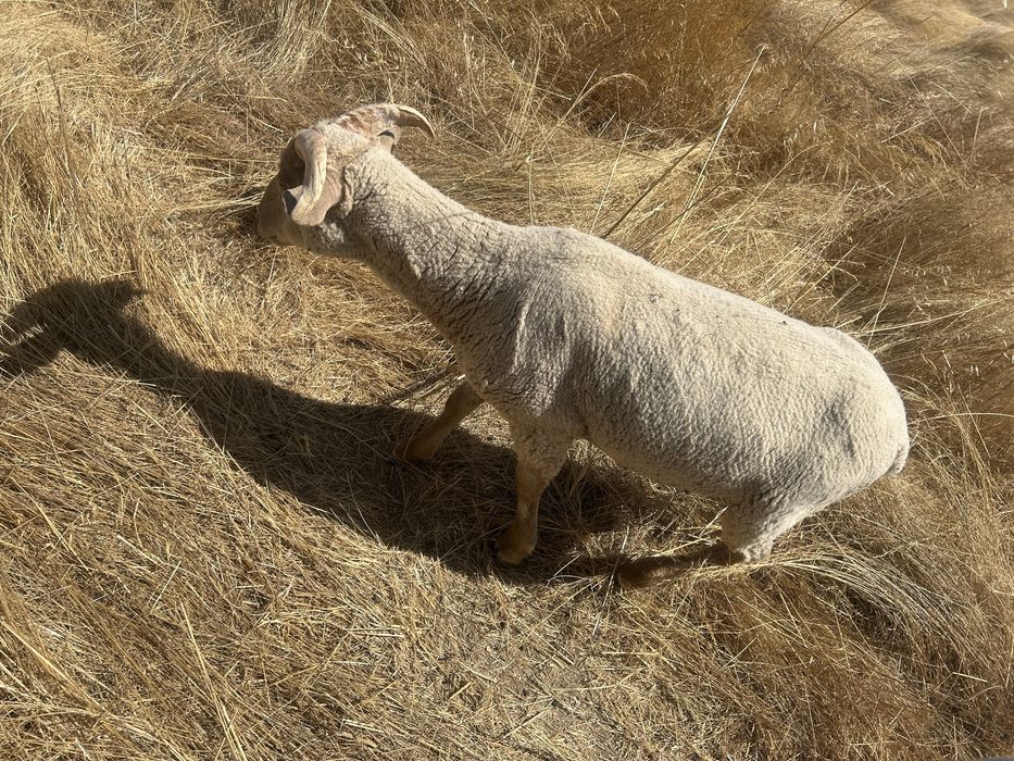 Borrego Merino Puro!