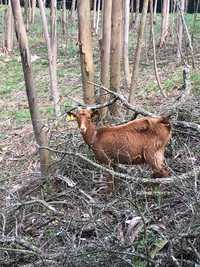 Cabras de várias tonalidades!