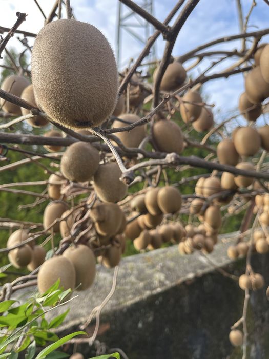 Kiwi Biologico Maribel