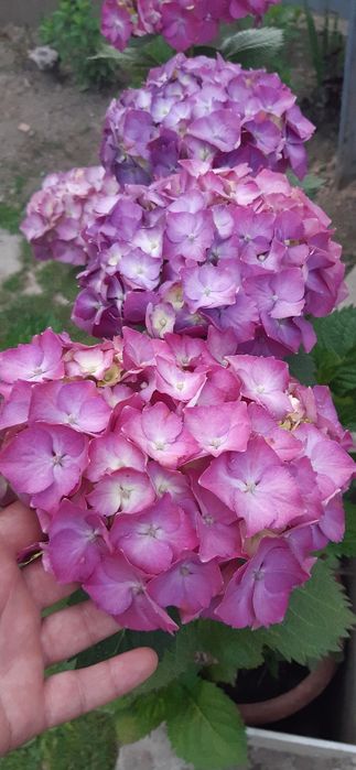 Живці для вкорінення