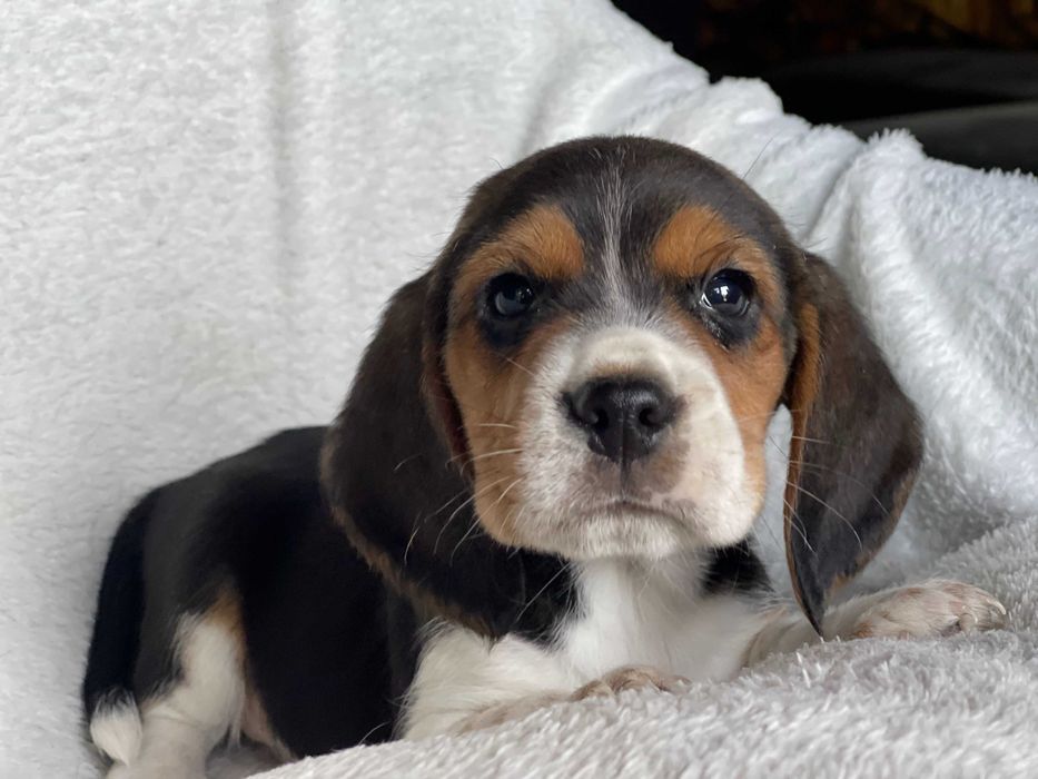 Beagle, bigle szczenięta rodowód