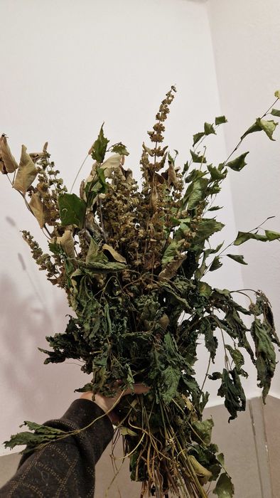 Aromatyczna mieszanki ziół dla królików i świnek morskich