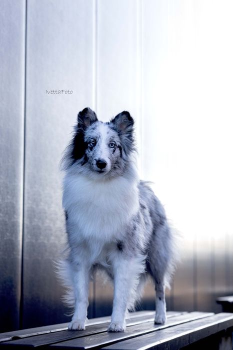 Owczarek szetlandzki sheltie