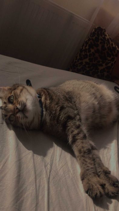 Віддам кішку, безкоштовно. Київ