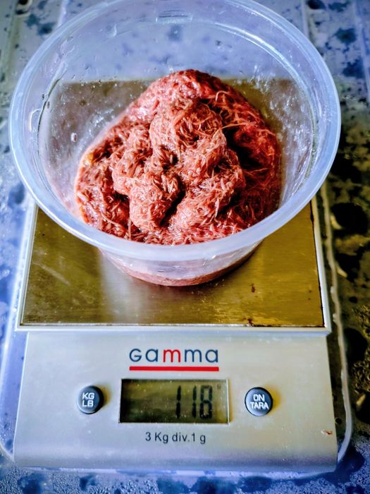 Трубочник Изя для домашнего разведения