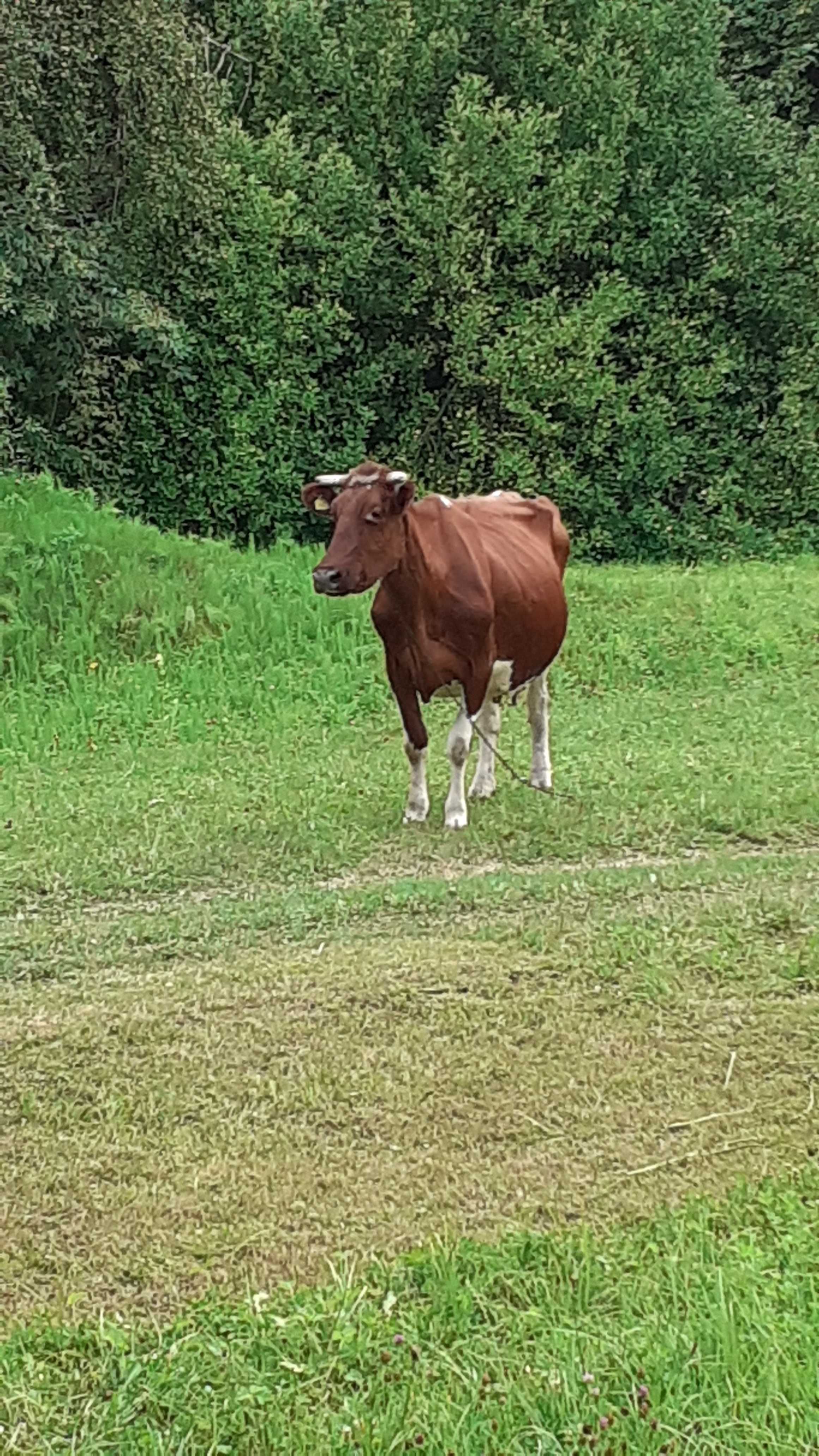 Mleko i domowe wyroby mleczne - sery, masło