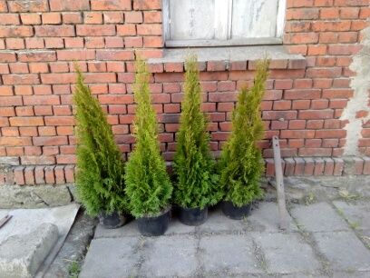 Tuje szmaragd sprzedam
