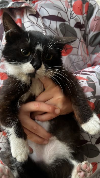 Киця безкоштовно  ( котик, кошеня, кішечка, киця, дівчинка)