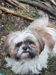 Reproduktor shih tzu