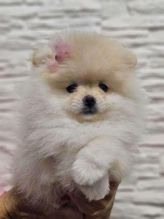Piękna suczka  Pomeranian szpic miniaturowy kolor cream FCI