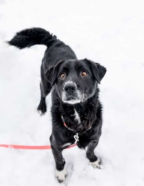 Hamlet przepiękny, kochany, ułożony psi senior adoptuj, pokochaj 19kg
