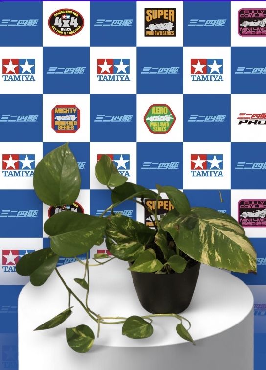 Epipremnum 'Aureum’