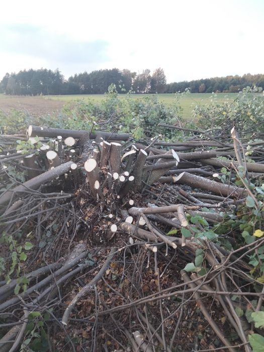 Wycinka i pielęgnacja drzew