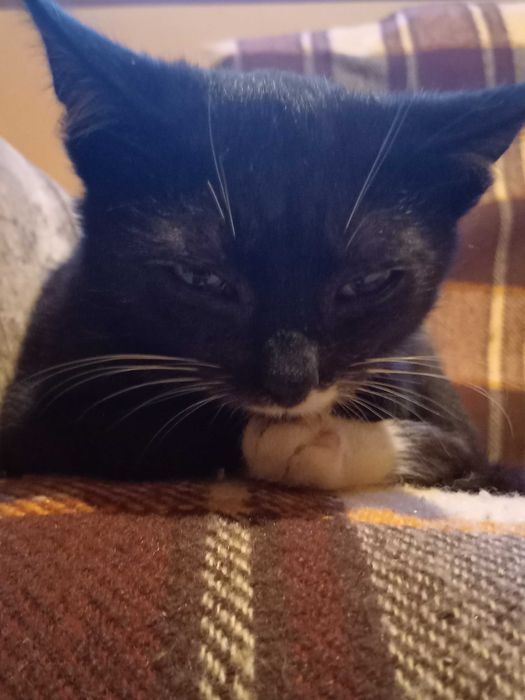 Oddam kotka w dobre ręce