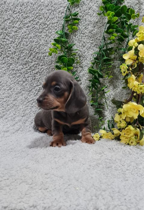 Estupendo Teckel Blue de Qualidade