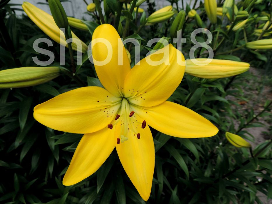 Лілії лимонні (цибулини) 5+1 в ПОДАРУНОК