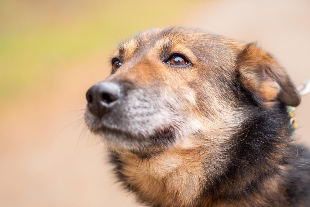Galan - spójrz na mnie sercem ..