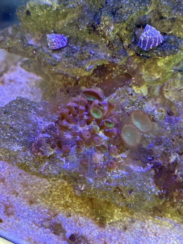 Aquario agua salgada