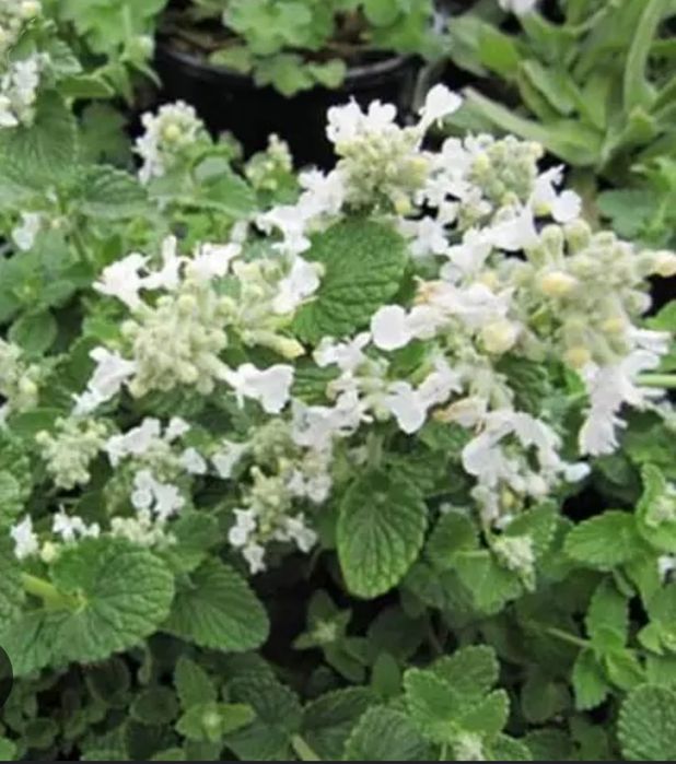 Продам Котовник Фассена, (білий) в горщику 1.5л на осмокоті