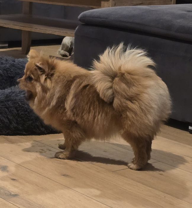 Pomeranian suczka szpic miniaturowy zkwp FCI