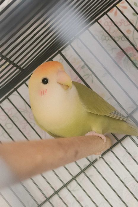 Agapornis Rosicollis