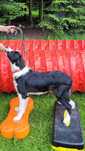 Szczeniak Border Collie ZKwP