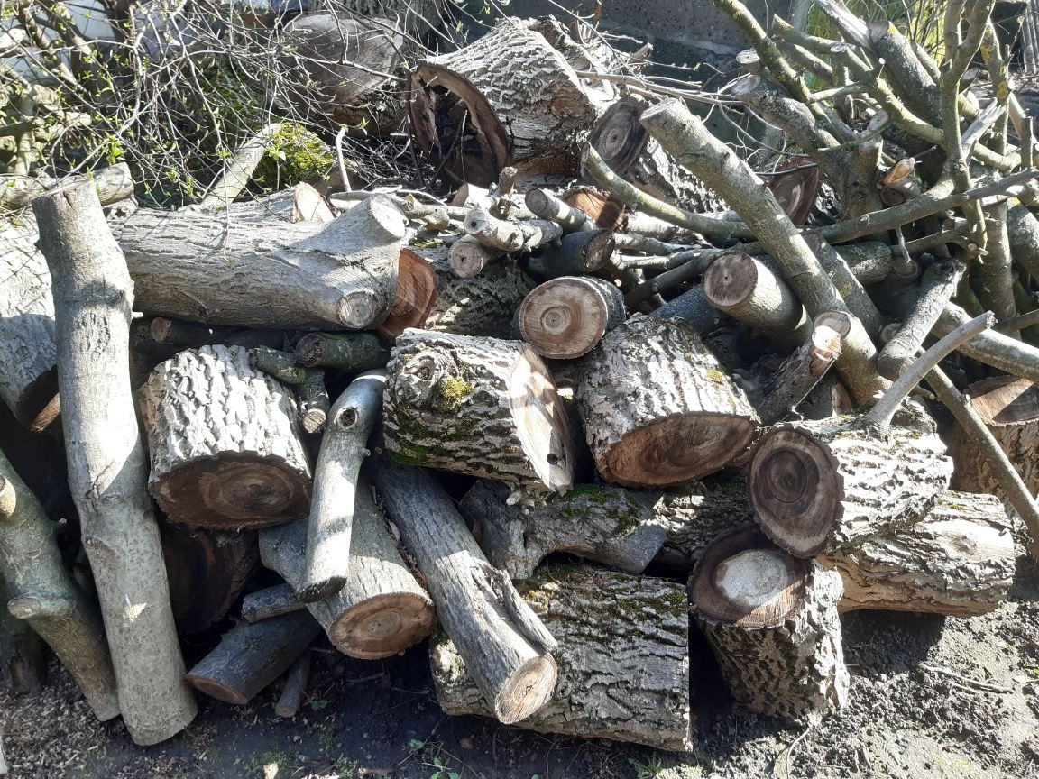 Drewno orzech włoski po ścieciu