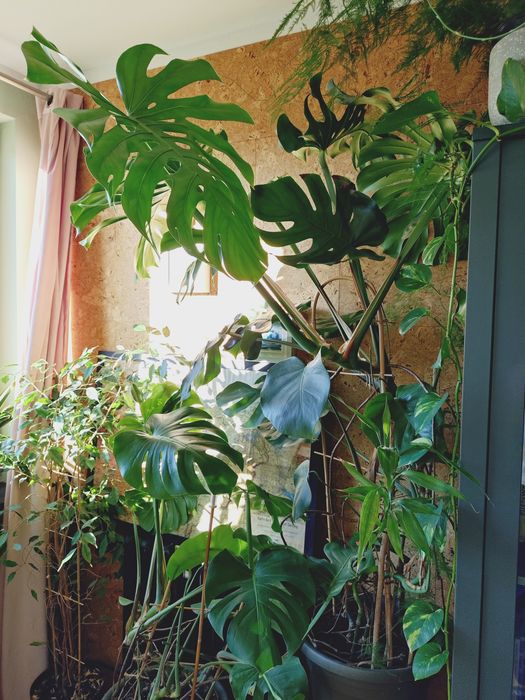Monstera Deliciosa - dwie sztuki, bardzo duże