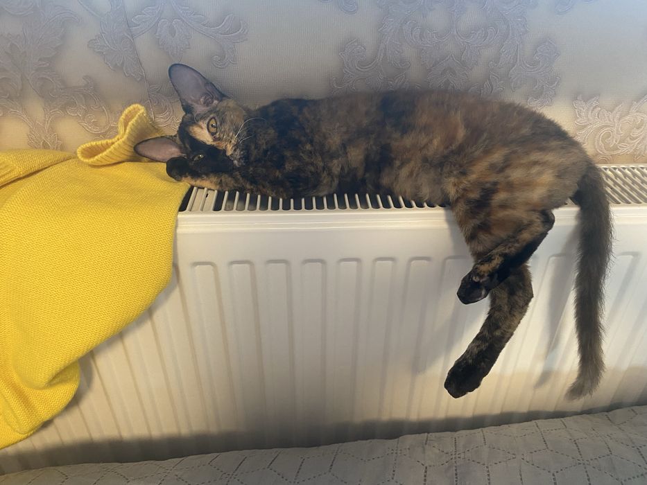 Орієнтальна кішка