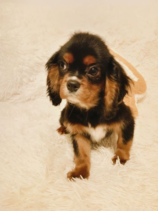 Piesek Cavalier King Charles Spaniel