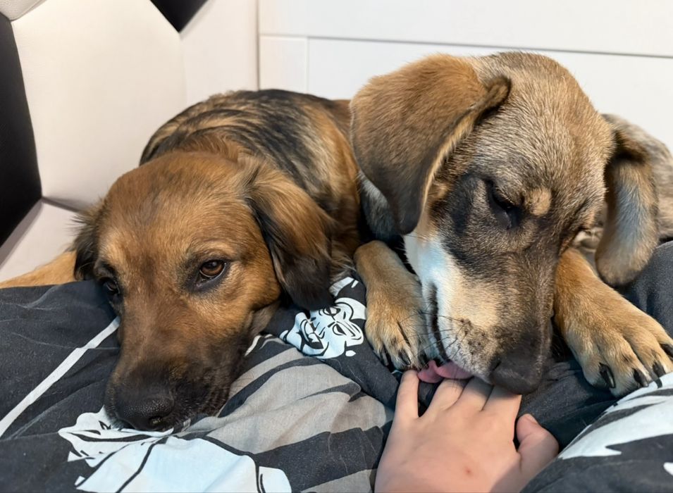 Petsitter opieka na psem Chodzież