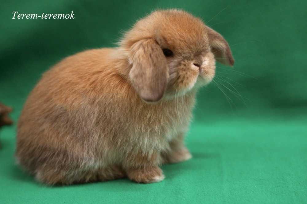 Декоративные грызуны! Карликовые домашние любимцы!