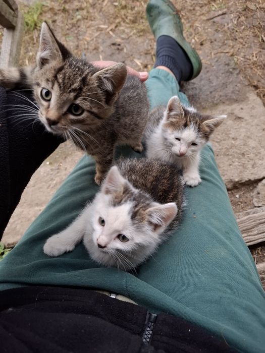 Kotki szukają przyjaciela.