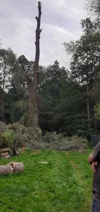 Wycinka drzew Ścinka drzew