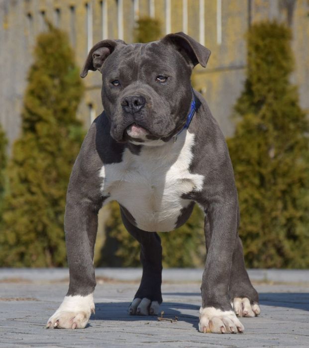 Suczka Amstaff do odbioru