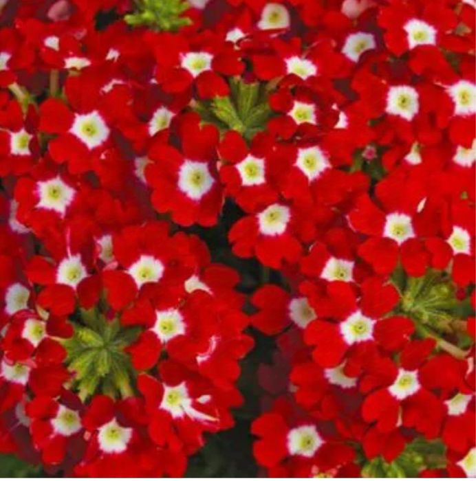 Професійне насіння вербени гібридної Тускані та Обсейшин