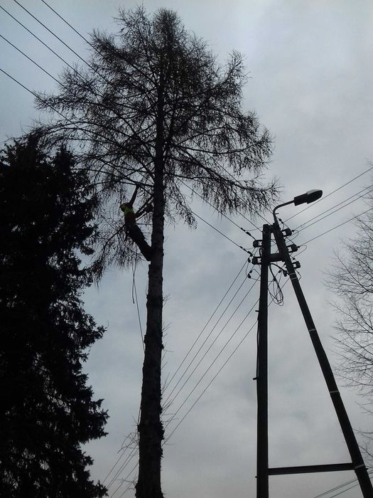 Wycinka drzew, pielęgnacja drzew, czyszczenie działek, usługi rębakiem