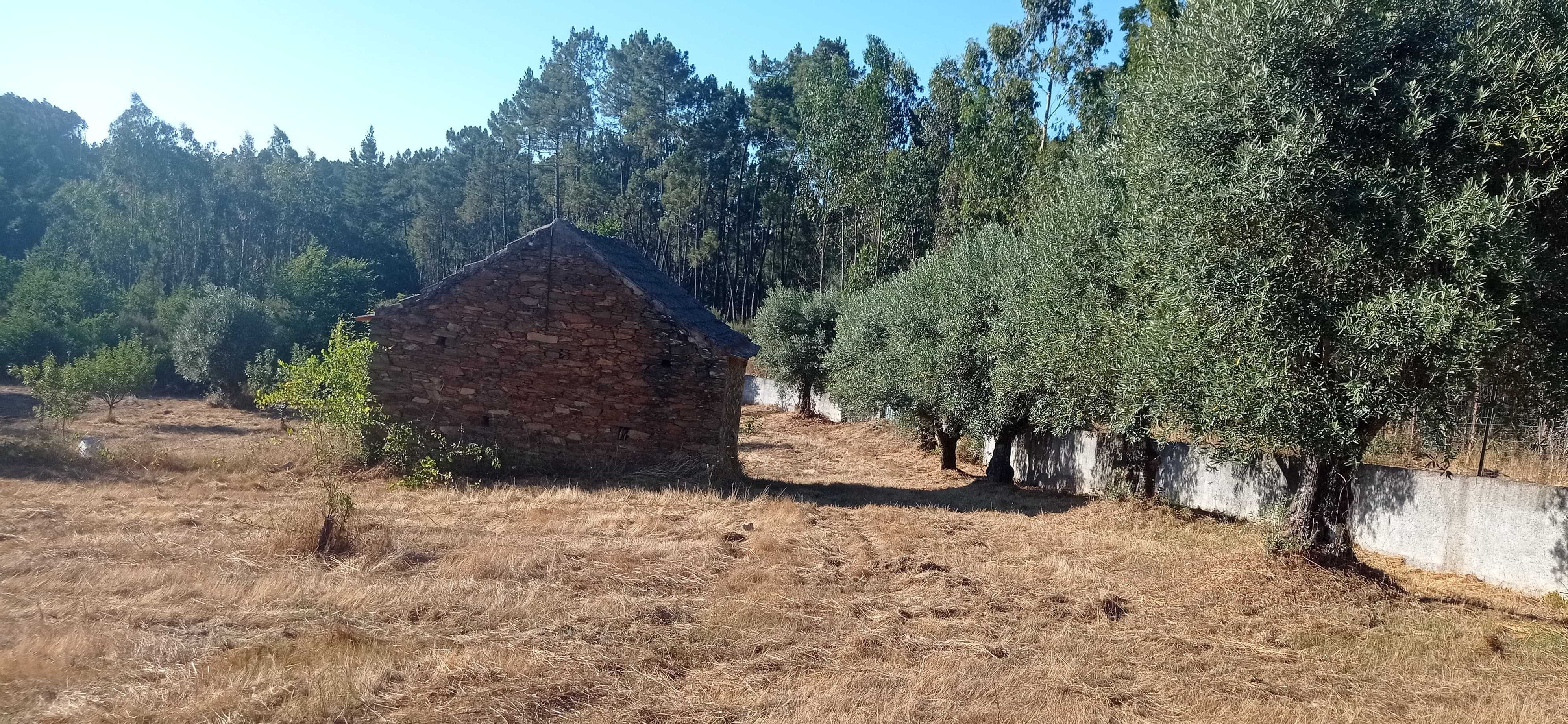 Terreno 1 hectare com casa rural e árvores de fruto
