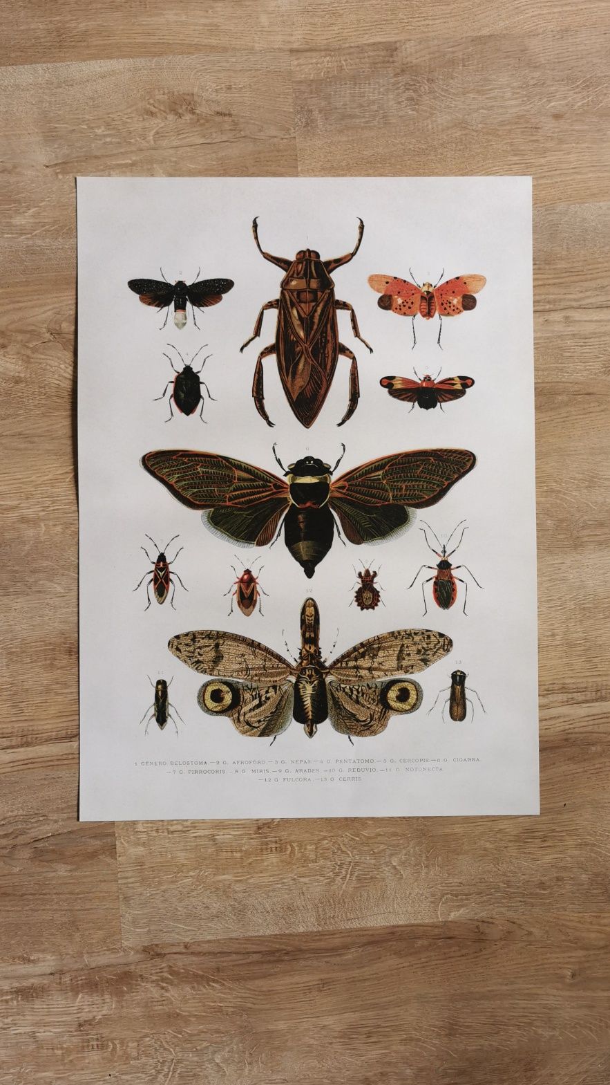 plakat motyle owady postery duży