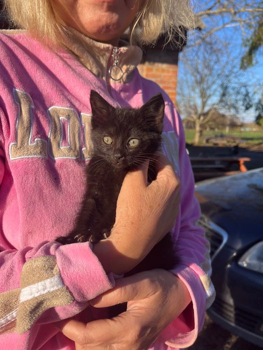 Віддам в хороші руки