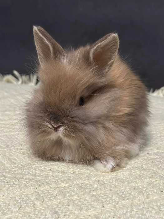 królik miniaturka