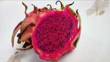 Planta de Pitaya Vermelha /Hylocereus Polyrhizus