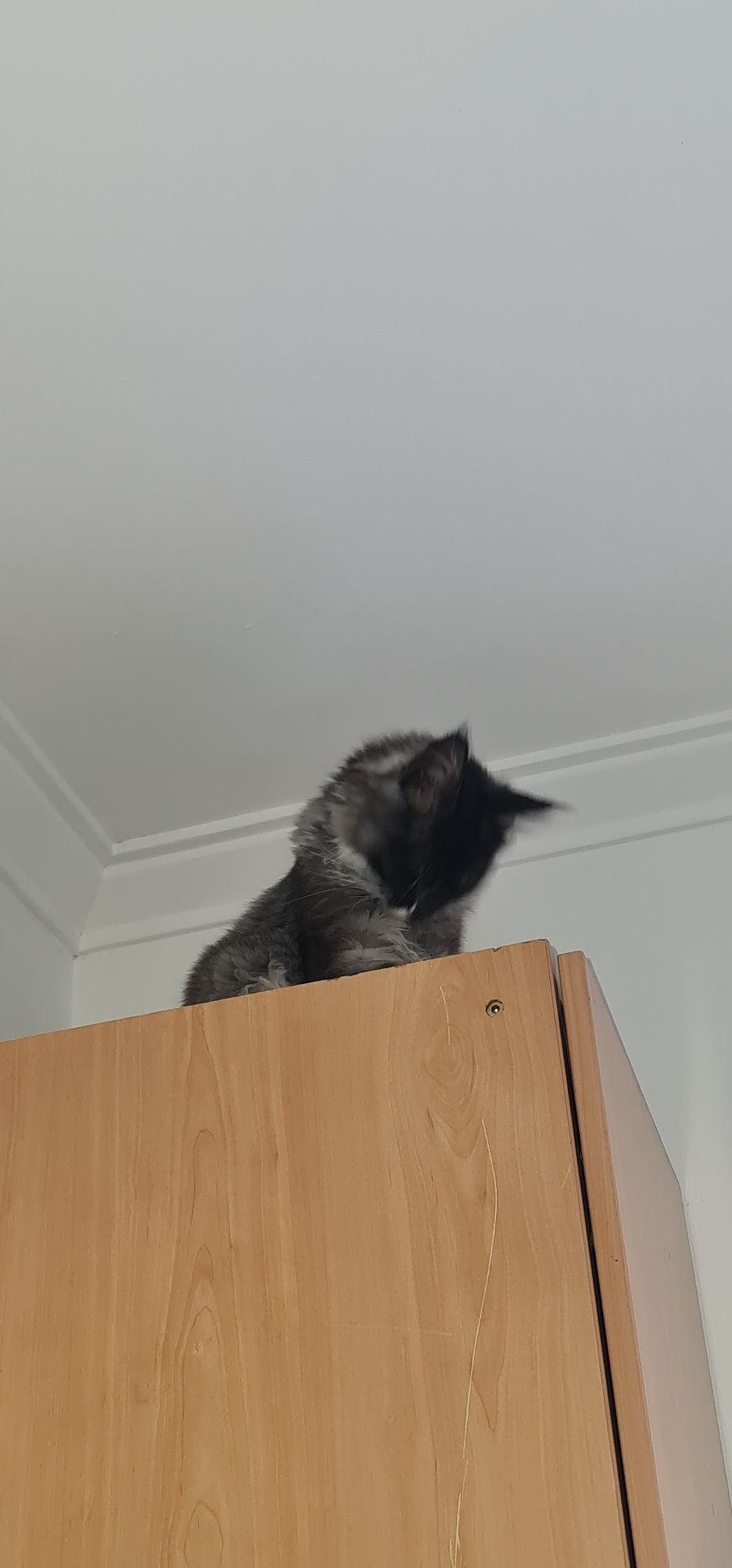 Main coon bebe puro