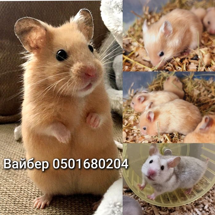 Хомяки яркие окрасы золотые атласные королевские хомяк Джунгарский