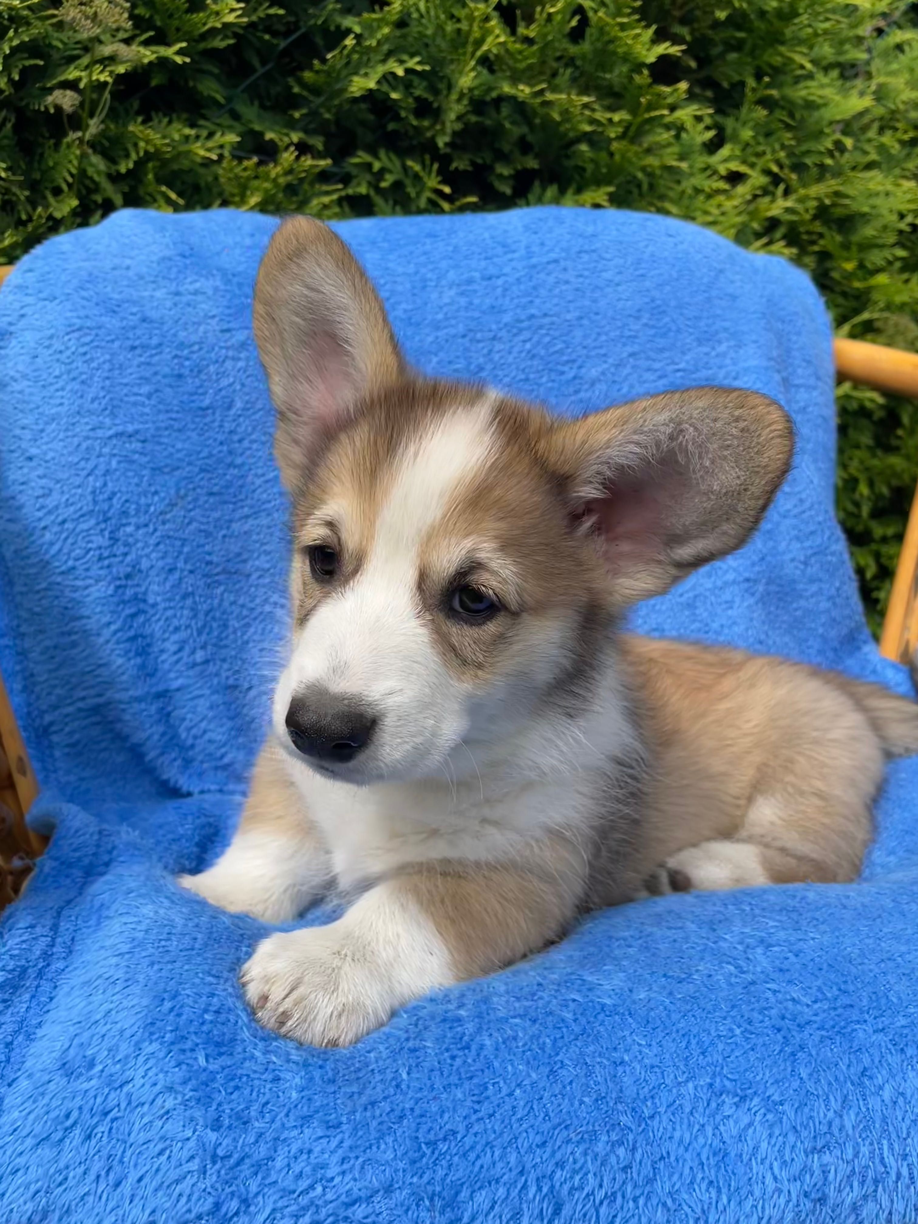 Samiec Welsh Corgi Pembroke