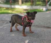 Poko do adopcji!