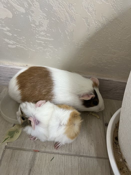 Морські свинки в наявності