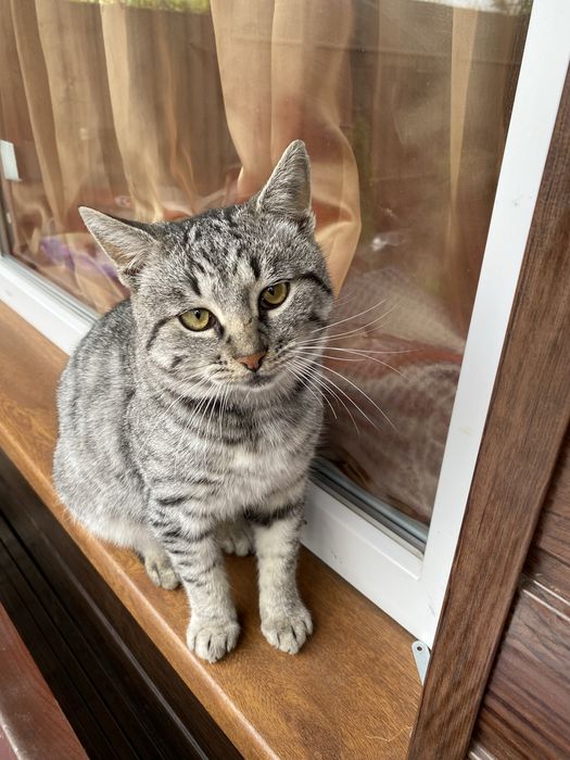 Віддам котика в добрі руки.